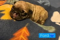 Ford , a male French Bulldog for sale in San Tan Valley, AZ – 1 of 2