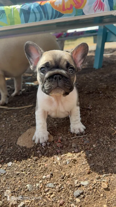 Kim – French Bulldog puppy for sale in San Tan Valley, AZ