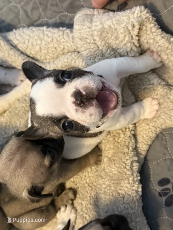 Peaches  – French Bulldog puppy for sale in San Tan Valley, AZ