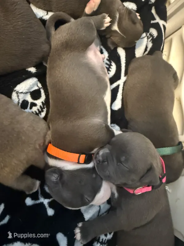 Orange , a male American Bully for sale in San Tan Valley, AZ – 1 of 4