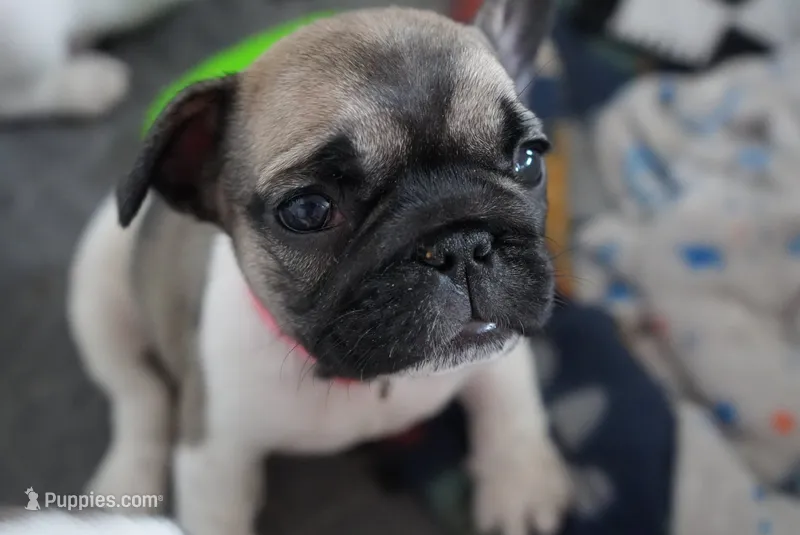 Kim – French Bulldog puppy for sale in San Tan Valley, AZ