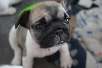 Kim, a female French Bulldog for sale in San Tan Valley, AZ – 1 of 7