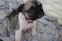 Kim, a female French Bulldog for sale in San Tan Valley, AZ – 7 of 7