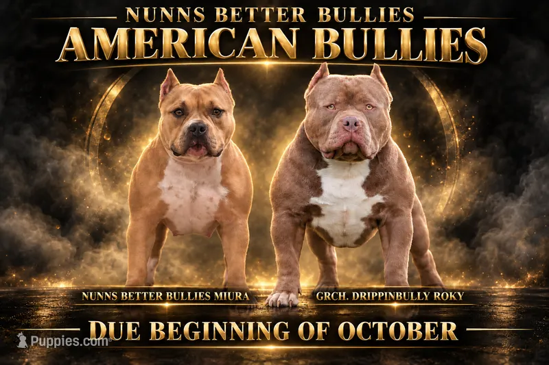 TBD – American Bully puppy for sale in San Tan Valley, AZ