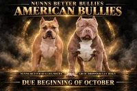 TBD, a  American Bully for sale in San Tan Valley, AZ – 1 of 1