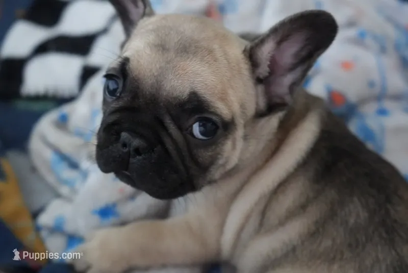 Ford  – French Bulldog puppy for sale in San Tan Valley, AZ