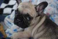 Ford , a male French Bulldog for sale in San Tan Valley, AZ – 1 of 8