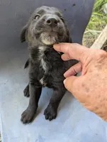 Cole, a male Australian Shepherd and Labrador Retriever for sale in Sparta, KY – 2 of 2