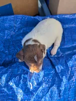 Spirit , a male Chiweenie for sale in Sparta, KY – 3 of 3