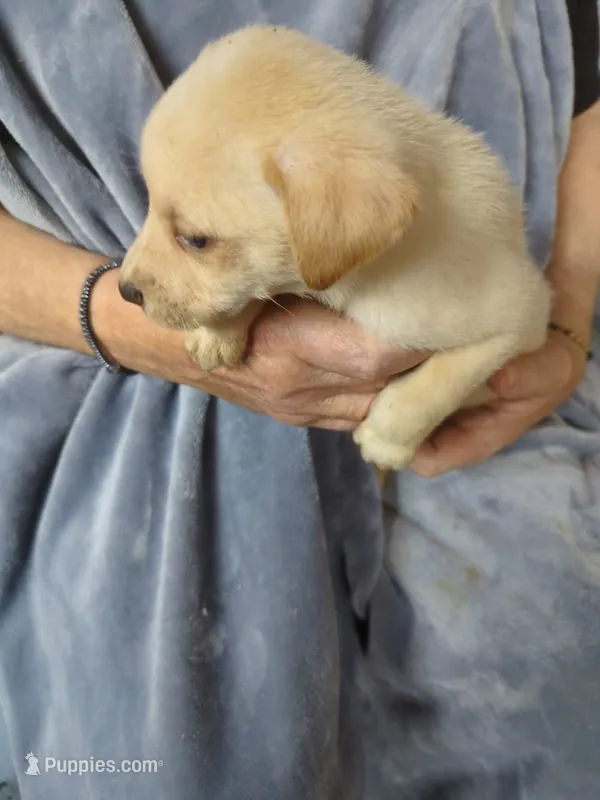 Conrad  – Border Collie, Puggle puppy for sale in Sparta, KY