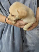 Conrad , a male Border Collie and Puggle for sale in Sparta, KY – 1 of 3