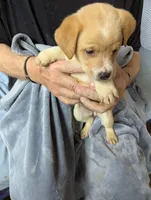 Cameo, a female Border Collie and Puggle for sale in Sparta, KY – 3 of 3
