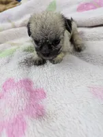 Serenity , a female Pugapoo for sale in Sparta, KY – 2 of 9