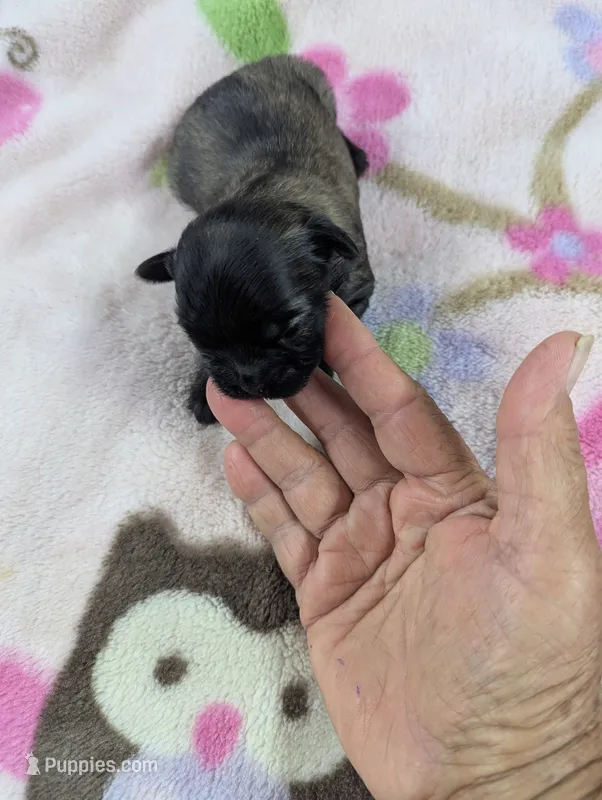 Flicka – Pugapoo puppy for sale in Sparta, KY
