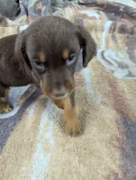 Ace, a male English Springer Spaniel and German Shepherd Dog for sale in Sparta, KY – 2 of 4