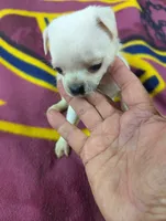 Apollo , a male Pugapoo for sale in Sparta, KY – 2 of 10