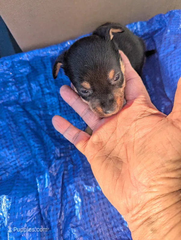 Dexie – Chiweenie puppy for sale in Sparta, KY
