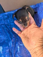 Dexie, a female Chiweenie for sale in Sparta, KY – 1 of 2