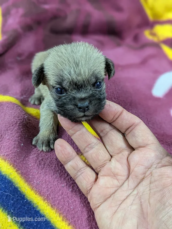 Twist – Pugapoo puppy for sale in Sparta, KY