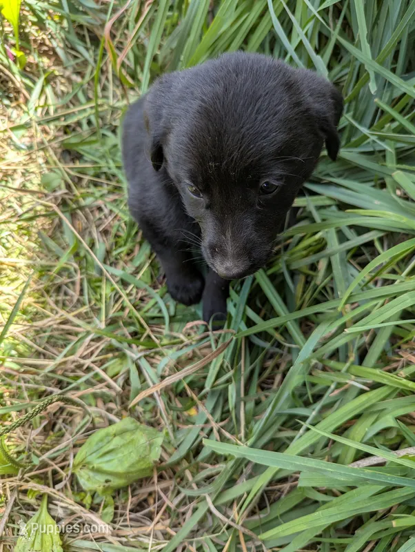 Brody  – Australian Shepherd, Labrador Retriever puppy for sale in Sparta, KY