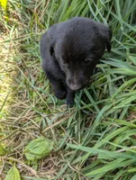Brody , a male Australian Shepherd and Labrador Retriever for sale in Sparta, KY – 1 of 3