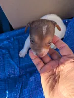 Spirit , a male Chiweenie for sale in Sparta, KY – 1 of 3