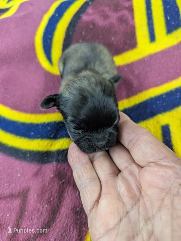 Ace- On Hold – Pugapoo puppy for sale in Sparta, KY