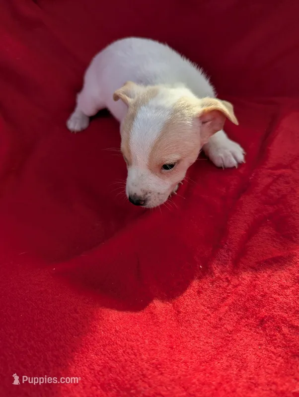 Eva – Chiweenie puppy for sale in Sparta, KY