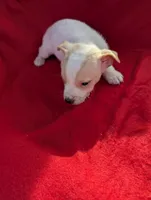 Eva, a female Chiweenie for sale in Sparta, KY – Photo 1 of 3