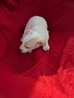 Eva, a female Chiweenie for sale in Sparta, KY – Photo 2 of 3