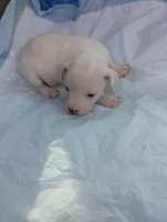 Elsa, a female Chiweenie for sale in Sparta, KY – Photo 1 of 2