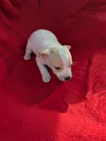 Eva, a female Chiweenie for sale in Sparta, KY – Photo 3 of 3