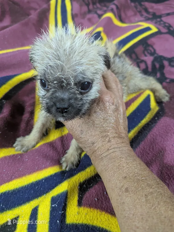 Twist – Pugapoo puppy for sale in Sparta, KY