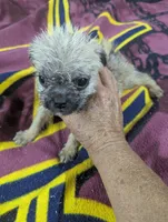 Twist, a male Pugapoo for sale in Sparta, KY – 1 of 8