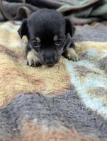 Martin- On Hold , a male Chihuahua for sale in Sparta, KY – 3 of 6