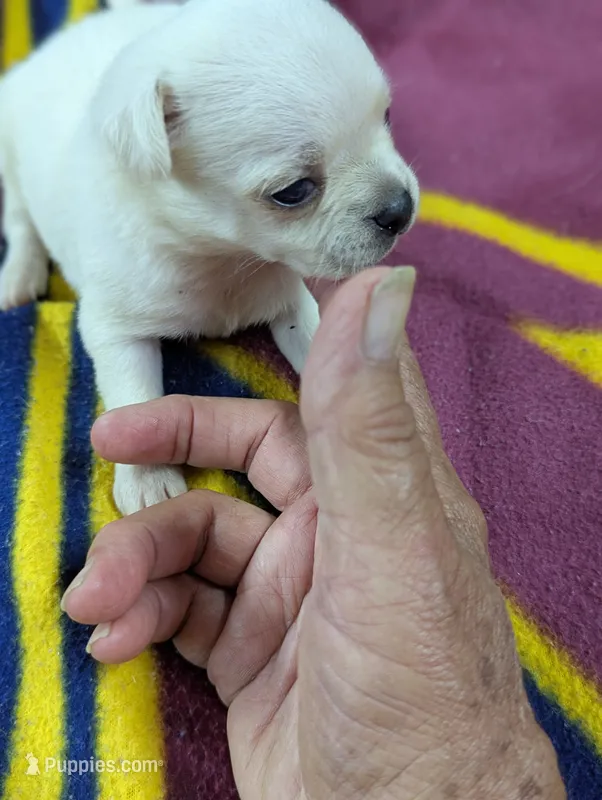Apollo  – Pugapoo puppy for sale in Sparta, KY