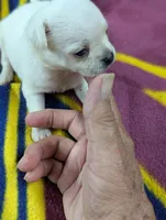 Apollo , a male Pugapoo for sale in Sparta, KY – 4 of 10