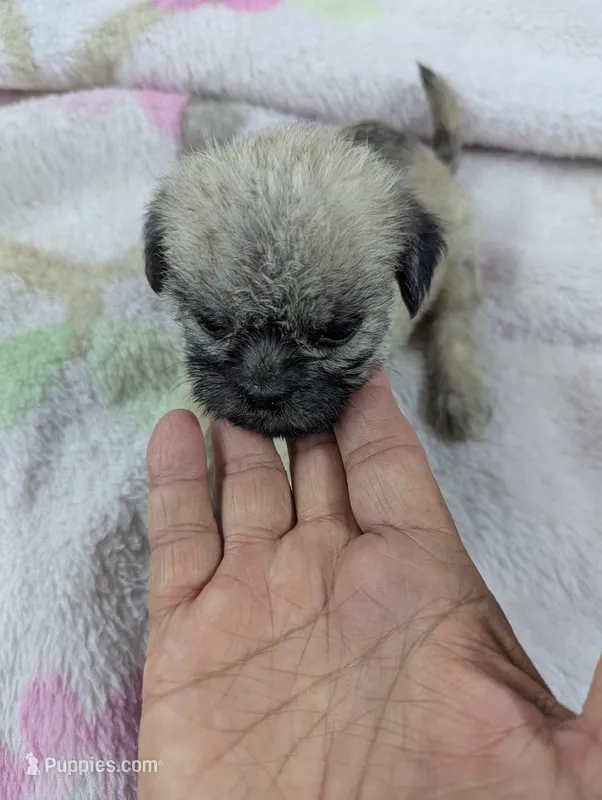 Serenity  – Pugapoo puppy for sale in Sparta, KY