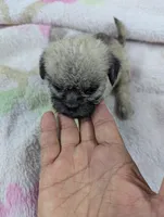 Serenity , a female Pugapoo for sale in Sparta, KY – 1 of 9