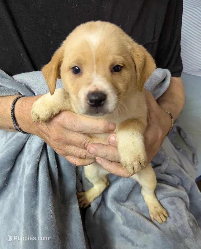 Cameo – Border Collie, Puggle puppy for sale in Sparta, KY