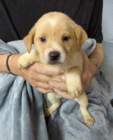 Cameo, a female Border Collie and Puggle for sale in Sparta, KY – 2 of 3