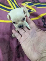 Mayli , a female Pugapoo for sale in Sparta, KY – 2 of 9