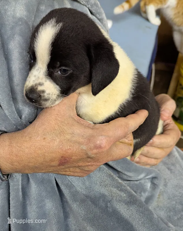Corrie  – Border Collie, Puggle puppy for sale in Sparta, KY
