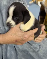 Corrie , a female Border Collie and Puggle for sale in Sparta, KY – 1 of 2