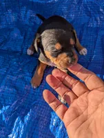 Daisy, a female Chiweenie for sale in Sparta, KY – 2 of 3