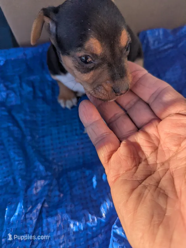 Delilah  – Chiweenie puppy for sale in Sparta, KY