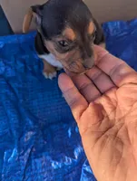 Delilah , a female Chiweenie for sale in Sparta, KY – 1 of 2