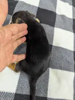 Hayden , a male Chiweenie for sale in Sparta, KY – 3 of 4