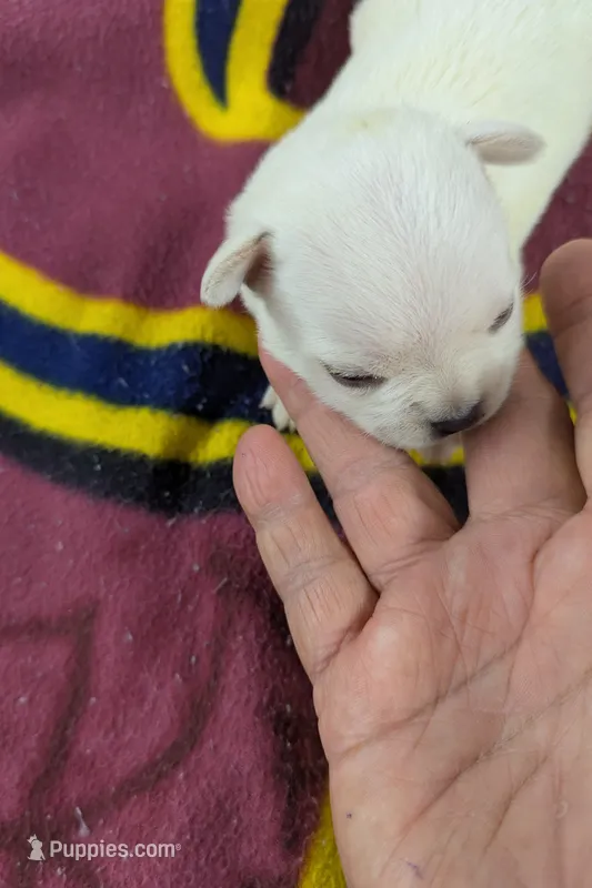 Apollo  – Pugapoo puppy for sale in Sparta, KY