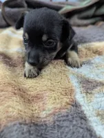 Martin- On Hold , a male Chihuahua for sale in Sparta, KY – 2 of 6